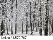 Снегопад в лесу. Стоковое фото, фотограф Сергей Уланенков / Фотобанк Лори