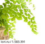 Адиантум венерин волос (Adiantum capillus veneris ), изолированно на белом. Стоковое фото, фотограф Tamara Kulikova / Фотобанк Лори