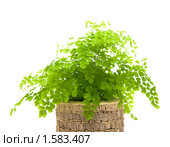 Адиантум венерин волос (Adiantum capillus veneris ), изолированно на белом. Стоковое фото, фотограф Tamara Kulikova / Фотобанк Лори