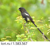 Сорочий сорокопут (Urolestes melanoleuca) Стоковое фото, фотограф Кирина Елизавета / Фотобанк Лори