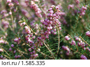 Эрика румяная (Erica carnea), семейство вересковые. Стоковое фото, фотограф Анна Мартынова / Фотобанк Лори