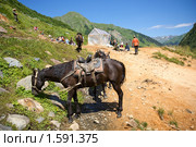 Кони на фоне Кислых источников. Стоковое фото, фотограф Егор Никифоров / Фотобанк Лори