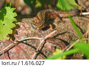Настоящая живородящая ящерица (Zootoca vivipara) Стоковое фото, фотограф Алёшина Оксана / Фотобанк Лори