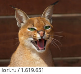 Каракал, пустынная (степная) рысь (лат. Caracal caracal) Стоковое фото, фотограф Михаил Борсов / Фотобанк Лори