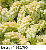Седум (очиток). Sedum morganianum. Стоковое фото, фотограф Tamara Kulikova / Фотобанк Лори