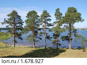 Сосны на берегу Бородаевского озера (2009 год). Редакционное фото, фотограф Винокуров Евгений / Фотобанк Лори