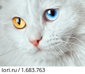Белый кот с разноцветными глазами. Стоковое фото, фотограф Андрей Армягов / Фотобанк Лори