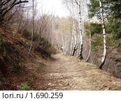 В лесу , Италия. Стоковое фото, фотограф Татьяна Крамаревская / Фотобанк Лори