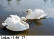 Лебедь-шипун. Cygnus olor. Стоковое фото, фотограф Александр Шилин / Фотобанк Лори