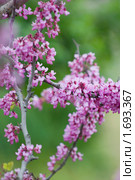 Церцис.Багрянник китайский,Иудино дерево(Cercis chinensis).По легенде именно на нём повесился Иуда. Стоковое фото, фотограф Елена Писклова / Фотобанк Лори