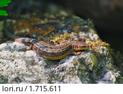 Настоящая живородящая ящерица (Zootoca vivipara) Стоковое фото, фотограф Алёшина Оксана / Фотобанк Лори
