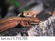 Настоящая живородящая ящерица (Zootoca vivipara) Стоковое фото, фотограф Алёшина Оксана / Фотобанк Лори