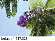 Фиалковое дерево, жакаранда (Jacaranda mimosifolia) Стоковое фото, фотограф Irina Opachevsky / Фотобанк Лори
