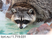 Енот полоскун (Procyon lotor) Стоковое фото, фотограф Игорь Долгов / Фотобанк Лори
