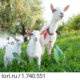 Коза с козлятами. Стоковое фото, фотограф Ткачук Оксана / Фотобанк Лори