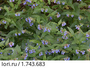 Окопник (лат. Sýmphytum) Стоковое фото, фотограф Валерия Попова / Фотобанк Лори