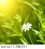 Звездчатка ланцетовидная (Stellaria holostea) Стоковое фото, фотограф Ярослав Данильченко / Фотобанк Лори