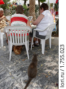 Кошка-попрошайка (2008 год). Редакционное фото, фотограф Юрий Синицын / Фотобанк Лори