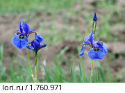 Забайкалье, ирис (Iris sanguinea Donn), распустившиеся цветы. Стоковое фото, фотограф Валерий Лаврушин / Фотобанк Лори