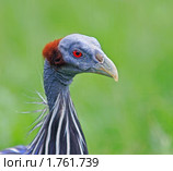 Грифовая цесарка (Acryllium vultirinum) Стоковое фото, фотограф Михаил Борсов / Фотобанк Лори