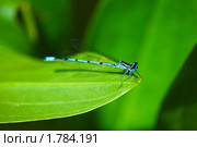 Стрекоза Стрелка голубая чашеносная (Enallagma cyathigerum) Стоковое фото, фотограф Алёшина Оксана / Фотобанк Лори