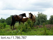 Семья. Стоковое фото, фотограф Качанов Владимир / Фотобанк Лори