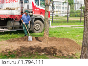 Посадка (пересадка) крупномера лиственницы в городе. Озеленение (2010 год). Редакционное фото, фотограф Ирина Кожемякина / Фотобанк Лори
