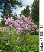 Василистник водосборолистный (Thalictrum aquilegifolium), сем. Лютиковые. Стоковое фото, фотограф Заноза-Ру / Фотобанк Лори