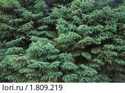 Ель, фон. Стоковое фото, фотограф Геннадий Соловьев / Фотобанк Лори