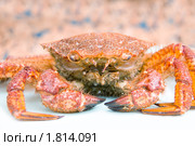 Краб волосатик (Erimacrus isenbeckii ) Стоковое фото, фотограф Ирина Игумнова / Фотобанк Лори