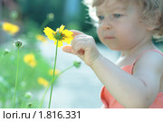 Ребенок трогает одним пальцем желтый цветок. Стоковое фото, фотограф yarruta / Фотобанк Лори