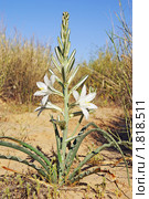 Лилия пустыни. Desert Lily (2009 год). Стоковое фото, фотограф Julia Nelson / Фотобанк Лори