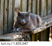 Кот. Стоковое фото, фотограф Василий Вишневский / Фотобанк Лори