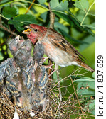 Чечевица обыкновенная, самец. Carpodacus erythrinus. Стоковое фото, фотограф Василий Вишневский / Фотобанк Лори
