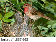 Чечевица обыкновенная, самец. Carpodacus erythrinus. Стоковое фото, фотограф Василий Вишневский / Фотобанк Лори