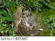 Чечевица обыкновенная, самка. Carpodacus erythrinus. Стоковое фото, фотограф Василий Вишневский / Фотобанк Лори