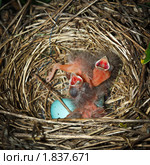 Гнездо с яйцами и птенцами. Чечевица обыкновенная, Carpodacus erythrinus. Стоковое фото, фотограф Василий Вишневский / Фотобанк Лори