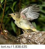 Гнездо. Пересмешка зеленая, Icterine Warbler, Hippolais icterina. Nest. Стоковое фото, фотограф Василий Вишневский / Фотобанк Лори