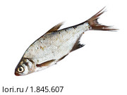 Подлещик, Carp Bream, Abramis brama. Стоковое фото, фотограф Василий Вишневский / Фотобанк Лори
