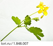 Чистотел большой, Chelidonium majus, greater Celandine. Стоковое фото, фотограф Василий Вишневский / Фотобанк Лори