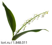 Ландыш майский, Convallaria majalis. Стоковое фото, фотограф Василий Вишневский / Фотобанк Лори