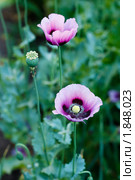 Мак опийный, снотворный, Papaver somniferum, Opium poppy, marble-flower. Стоковое фото, фотограф Василий Вишневский / Фотобанк Лори