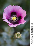 Мак опийный, снотворный, Papaver somniferum, Opium poppy, marble-flower. Стоковое фото, фотограф Василий Вишневский / Фотобанк Лори