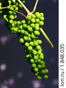 Виноград культурный, Vitis vinifera, Common Grape Vine. Стоковое фото, фотограф Василий Вишневский / Фотобанк Лори