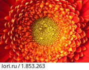 Гербера. Стоковое фото, фотограф Максим Лоскутников / Фотобанк Лори