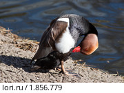 Нырок красноносый, самец, male. Netta rufina. Стоковое фото, фотограф Василий Вишневский / Фотобанк Лори