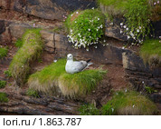 Птица глупыш на скале в Шотландии (2010 год). Стоковое фото, фотограф Сергей Пристяжнюк (Serg Zastavkin) / Фотобанк Лори