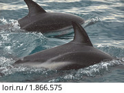 Спины тусклых дельфинов ( Lagenorhynchus obscurus) (2010 год). Стоковое фото, фотограф Кирина Елизавета / Фотобанк Лори