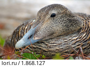 Обыкновенная гага (Somateria mollissima) Стоковое фото, фотограф Некрасов Андрей / Фотобанк Лори