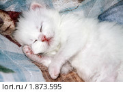 Белый котенок спит. Стоковое фото, фотограф Irina Opachevsky / Фотобанк Лори